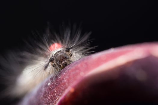 Macro worm on flower petals