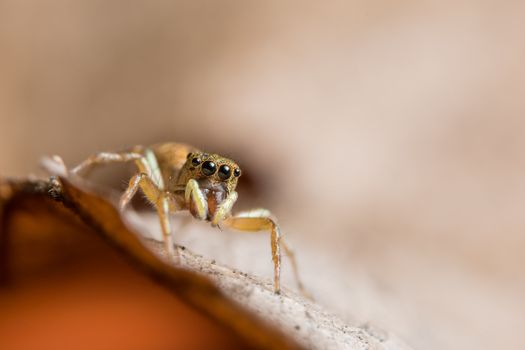 Macro spider on the leaf