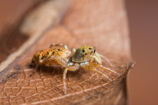 Macro spider on the leaf