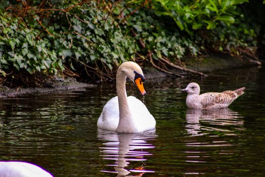 Mute swan cygnets, Cygnus olor, watched over by pen and cob, swimming in Grand Canal, Dublin, Ireland. Four young fluffy baby swans with soft down in water beside mother and father.