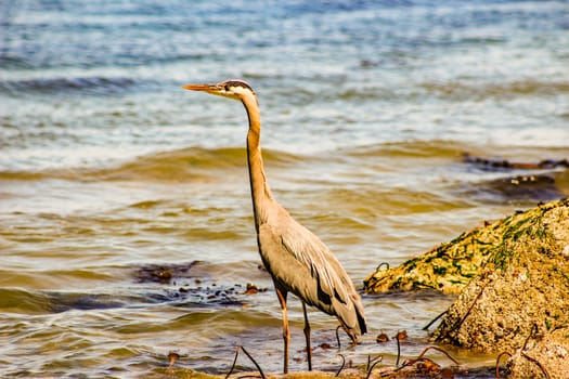 Great Blue Heron Ardea herodias - Fort Myers Beach, Florida.