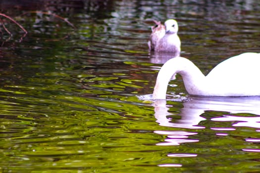 Pair of mute swans, preening their plumage on a pond