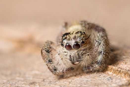 Macro spider on a branch of a leaf