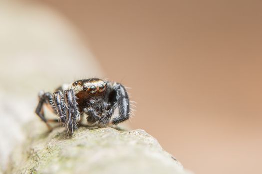 Macro spider on the leaf