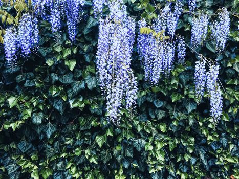 Blue wisteria flowers and leaves in botanical garden as floral background, nature and flowering scenery