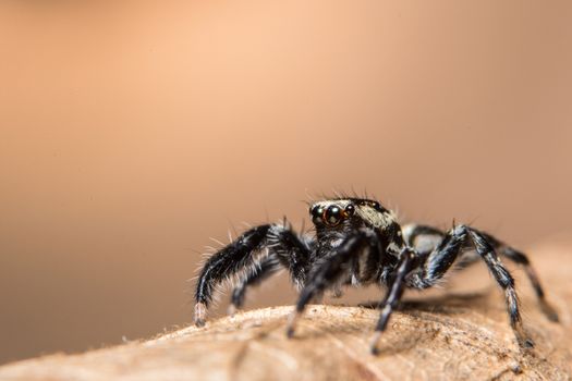 Macro spider on the leaf