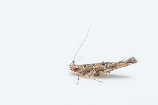 Macro moth White background