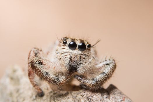 Macro spider on a branch of a leaf