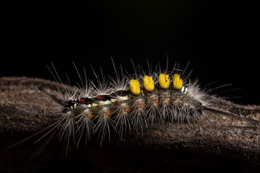 Macro Worm on a Branch