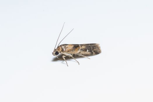 Macro moth White background