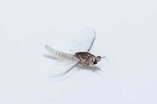 Macro Mayflies White Background
