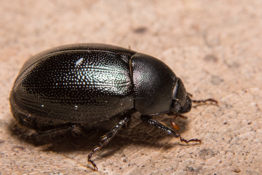Macro Dung Beetle