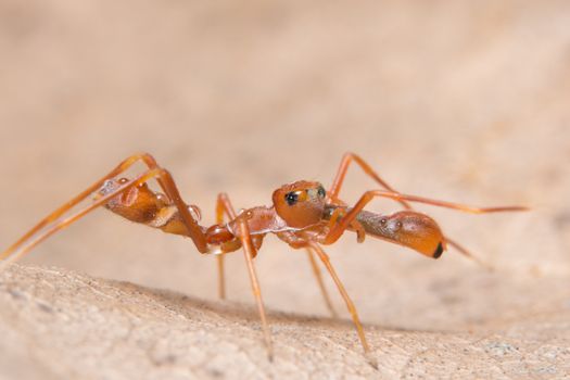 Kerengga ant-like jumper macro