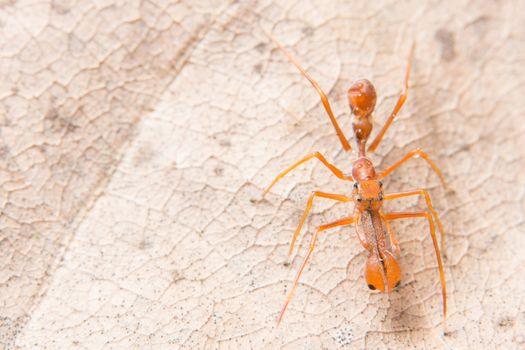 Macro spider on a branch of a leaf
