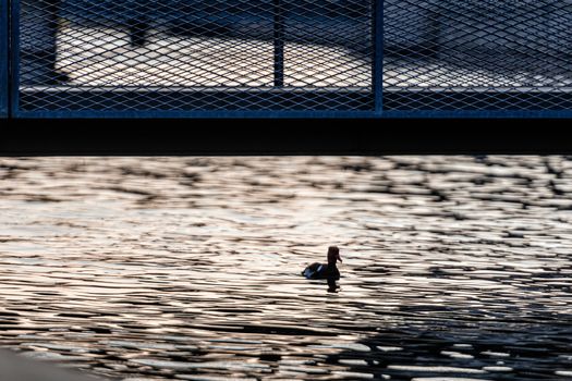 Duck silhouette in evening chair on city canal under pedestrian bridge - image