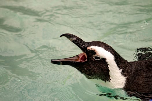 African Penguin. An African Penguin on a beach in Southern Africa