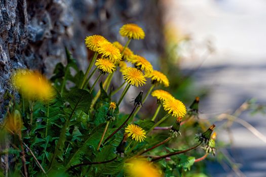 lots of yellow dandelions on a defocused background - image