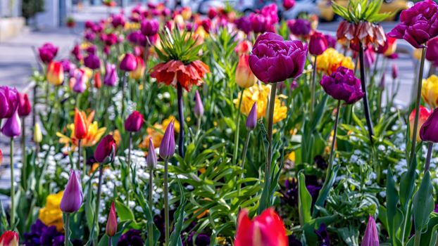 Multicolored tulips bloom in the garden during the first warm days of spring - image