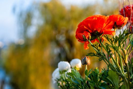 Orange poppy close-up in sunset light against a soft background  - image