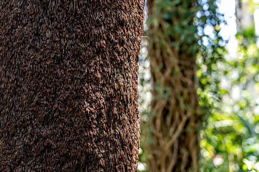 Close-up of a tree trunk fragment in a forest on a sunny day - image