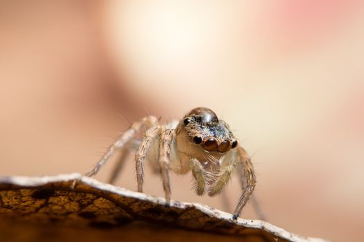 Macro spider on a branch of a leaf