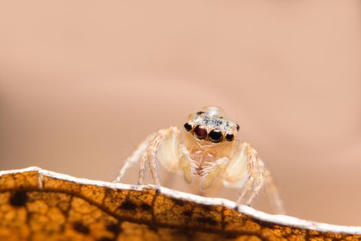Macro spider on a branch of a leaf