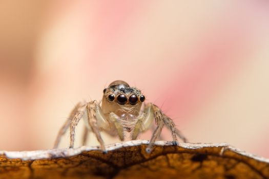 Macro spider on a branch of a leaf