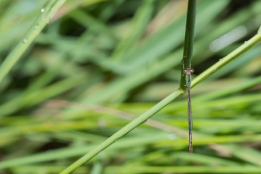 Zygoptera green macro