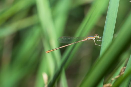 Zygoptera Orange Color