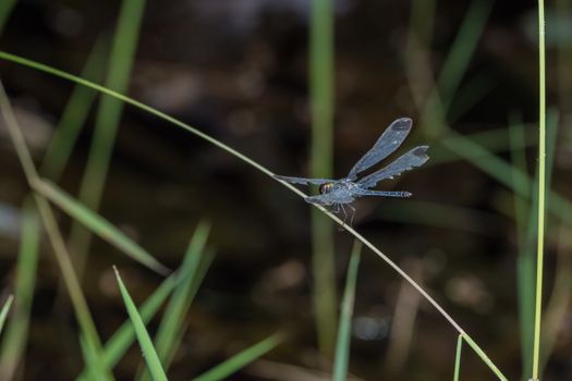 Macro dragonfly on grass