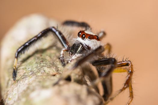 Macro spider on a branch of a leaf