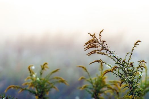 Stems of a wild flower, wet from morning fog, selective focus. copy space, landscape photo layout