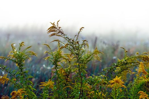 Stems of a wild flower, wet from morning fog, selective focus. copy space, landscape photo layout