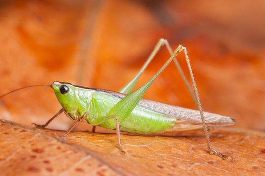 Macro grasshopper on red leaf