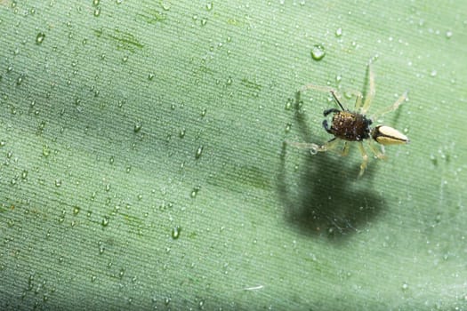 Macro spider on green leaf