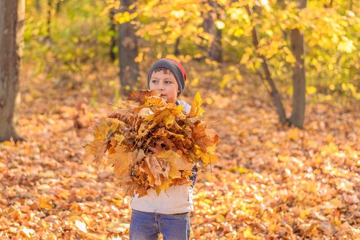 teenager boy stands in the autumn golden forest and holds in his hands a large armful of yellow leaves
