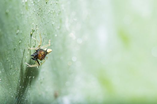 Macro spider on green leaf