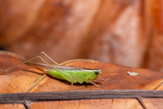 Green Grasshopper Macro