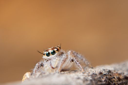 Spider on dry leaf