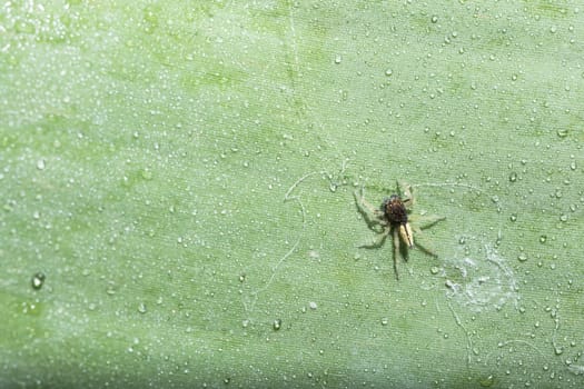 Macro spider on green leaf