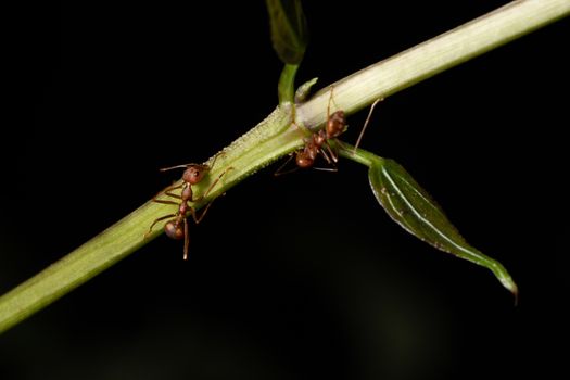 Macro ants on the branches