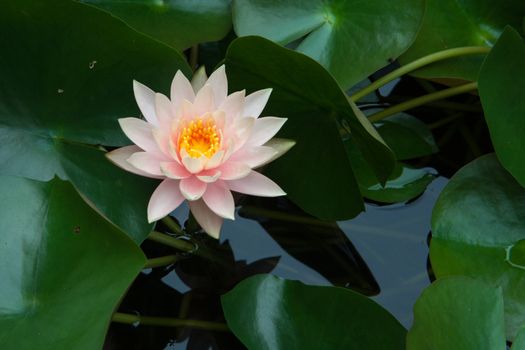 Pink bloom lotus in pond