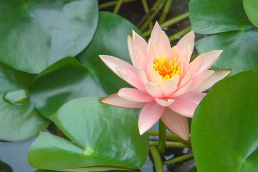 Pink bloom lotus in pond