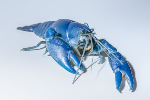 Crayfish blue (Cherax Destructor)