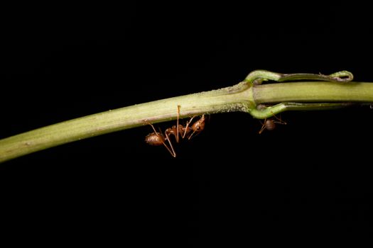 Macro ants on the branches