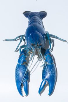 Crayfish blue (Cherax Destructor)