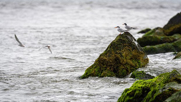 sea birds on rocks covered with seagrass and mud on the ocean coast
