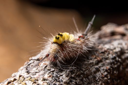 Macro Worm on a Branch