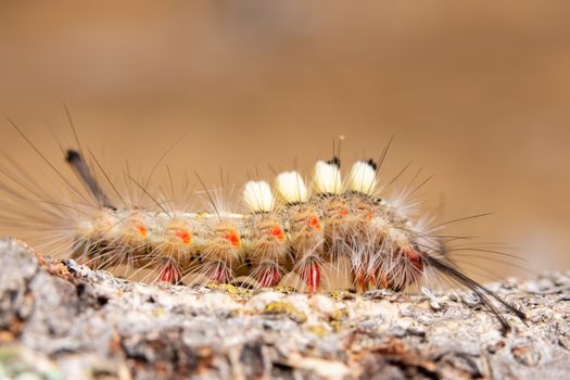 Macro Worm on a Branch