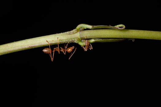 Macro ants on the branches